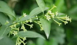 夜来香视频,探寻神秘花香的奇幻之旅