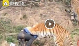 宁波老虎咬人视频全程